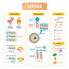 Biochemistry Notes, Medical Vector, Illustration Infographic, Study Biology, Biology Classroom, Medical Laboratory Science, Ap Biology, Chemistry Notes, Biology Lessons