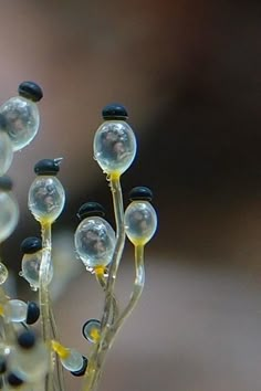 some very pretty looking plants with little bubbles in it's stems and water droplets on them