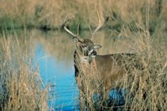 a deer standing in tall grass next to a body of water