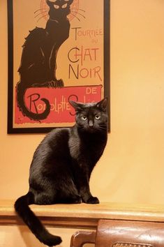 a black cat sitting on top of a wooden shelf in front of a sign that says chat noir