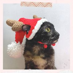 a cat wearing a knitted reindeer hat