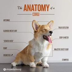 the anatomy of a corgi dog sitting on top of a table with its tongue out