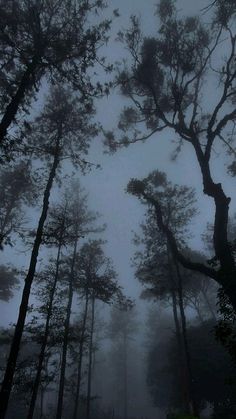 trees in the fog with no leaves on them