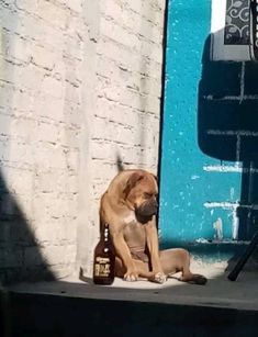 a brown dog sitting on top of a step next to a beer bottle and a camera