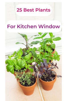 three potted plants with the words 25 best plants for kitchen window