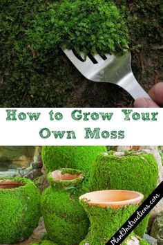 how to grow your own moss in pots and plant them on the ground with a garden fork