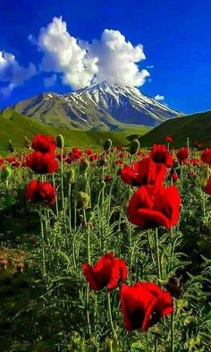 red flowers are in the foreground with a mountain in the background