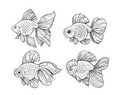 four goldfishs with different angles and sizes, drawn in black ink on white paper