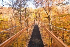 a suspension bridge in the middle of an autumn forest