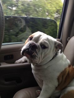 a dog sitting in the back seat of a car