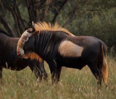 two wildebeest standing next to each other in tall grass with trees in the background