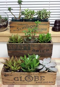 three wooden boxes filled with plants on top of a table