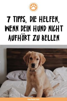 a dog sitting on top of a bed with the words 7 tips die helfen,