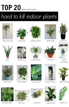 the top 20 houseplants that are hard to kill indoor plants in their pots