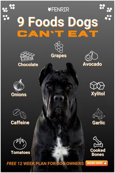 a black dog with the words 9 foods dogs can't eat in front of it