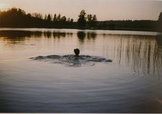 a duck swimming in the water at sunset