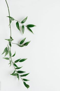 green leaves are hanging from the side of a white wall