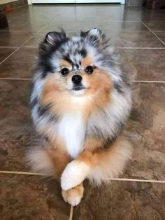 a small dog sitting on the floor with its paws up and looking at the camera