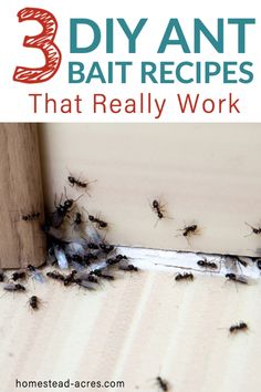 some bugs are crawling on the side of a building with text overlay that reads 3 diy ant bait recipes that really work