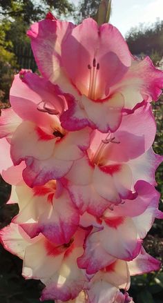 pink and white flowers are blooming in the sun