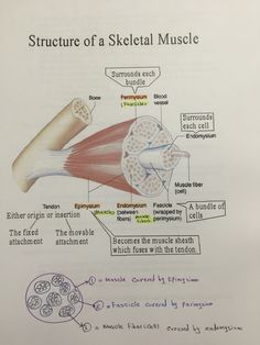 the structure of a skeletal muscle is shown in this handout from a student's textbook