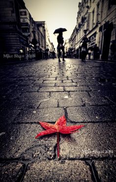 a red leaf laying on the ground with an umbrella