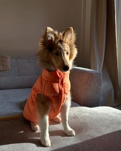 a small dog wearing an orange coat on top of a couch next to a window