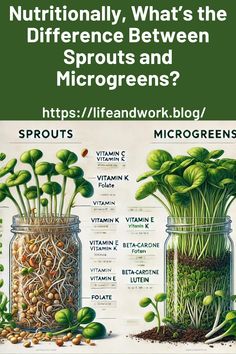 Sprouts Vs Microgreens nutrition What Are Microgreens, Lentil Microgreens, Microgreen Business, Microgreens Business, Microgreens Recipe, Growing Sprouts, Sprouted Grains, Micro Greens, Courtyard Gardens