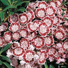 red and white flowers with green leaves in the background