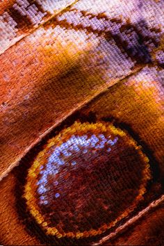 an image of the eye of a butterfly