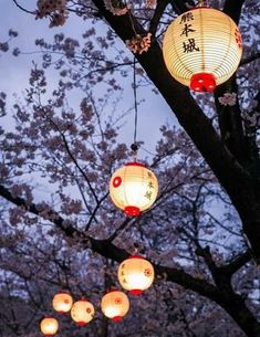 lanterns are hanging from the tree in front of blossoming cherry blossoms at night time