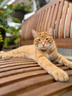 an orange cat laying on top of a wooden bench