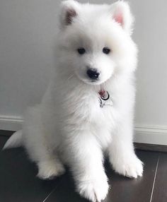 a small white dog sitting on top of a hard wood floor next to a wall