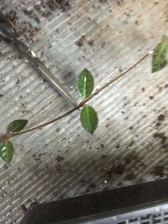 a branch with green leaves hanging from it's end on the ceiling in an old building