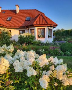 white flowers in front of a house with red roof