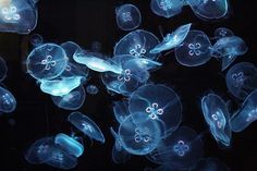 many jellyfish are swimming in the water