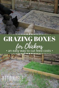 some chickens are standing in their coops with the words, grazing boxes for chickens an easy way to cut feed costs