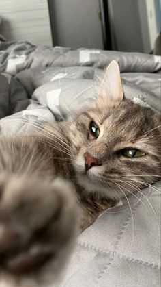 a cat laying on top of a bed next to a pillow with its paws up