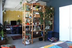 a bedroom with blue walls and lots of plants on the shelves in front of it