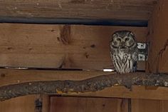 an owl sitting on top of a wooden beam in a room with wood paneling