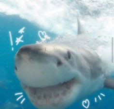 a close up of a shark under water with hearts drawn on it's face