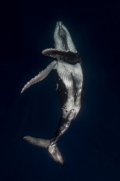 a humpback whale swimming in the ocean