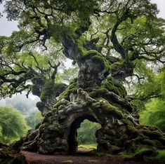 an old tree with moss growing on it's branches in the middle of a forest