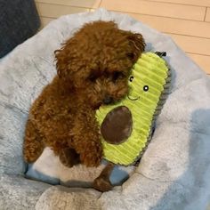 a small brown dog holding a toy in its mouth on top of a blue blanket