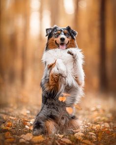 a dog standing on its hind legs in the woods with it's paws up