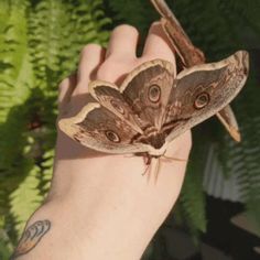 a small brown butterfly sitting on top of a person's hand