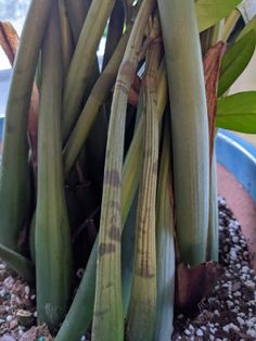 a close up of a plant in a pot with dirt on the ground next to it