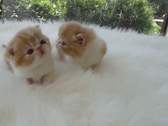 two small kittens sitting on top of a fluffy white blanket