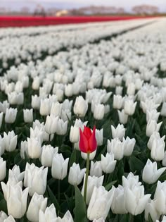 a single red tulip stands out in the middle of a field of white tulips