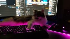 a cat laying on top of a computer keyboard next to a monitor with purple light